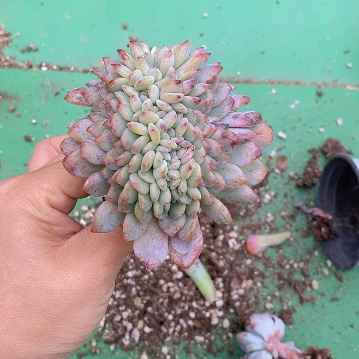 全明星鸡腿桩一颗