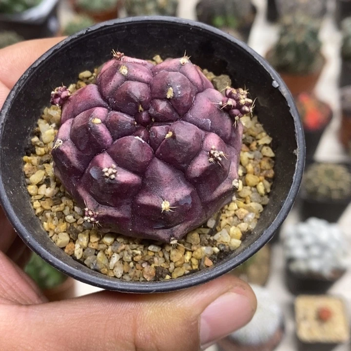 梦想牡丹特价福利