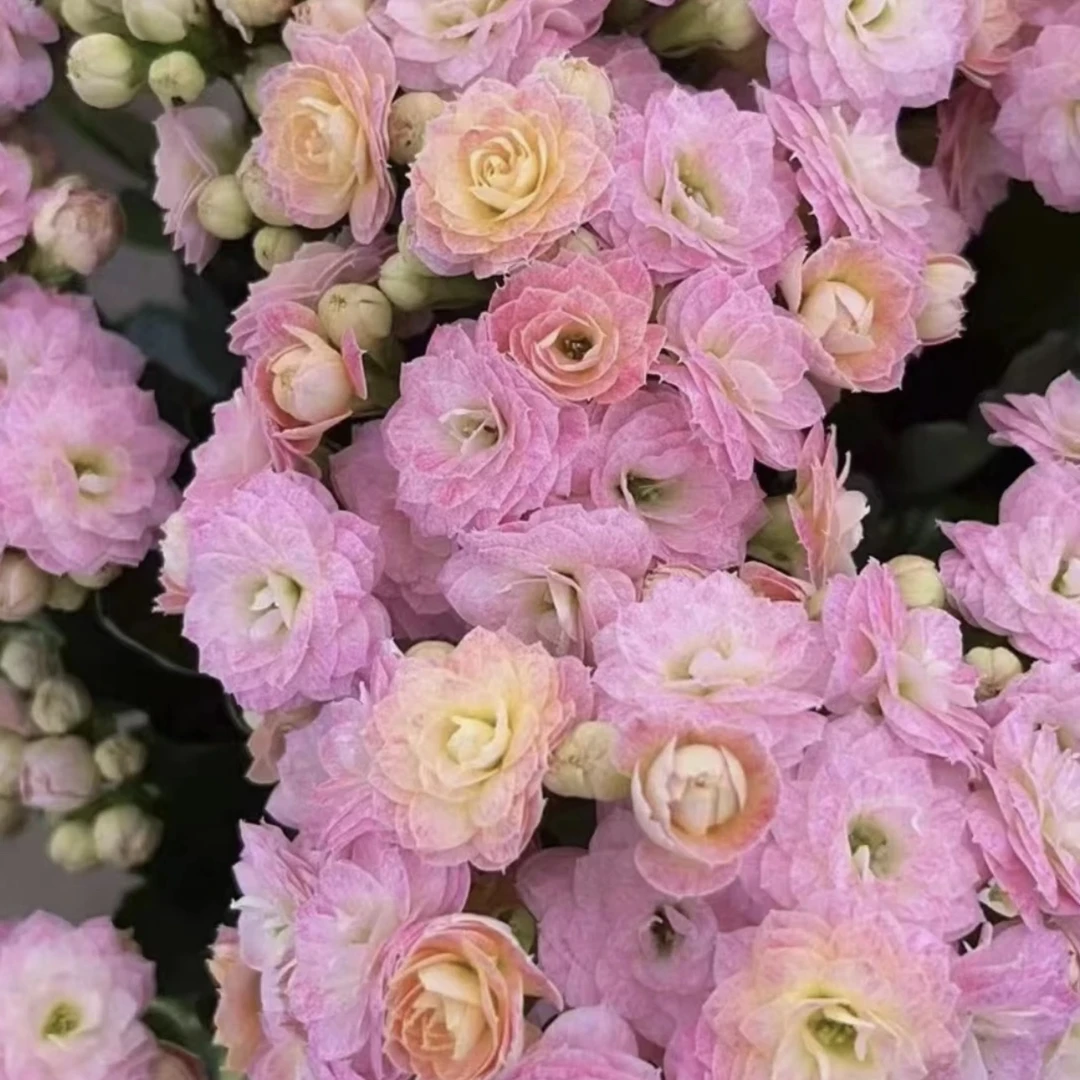 长寿花盆栽～【浪漫樱花】130盆