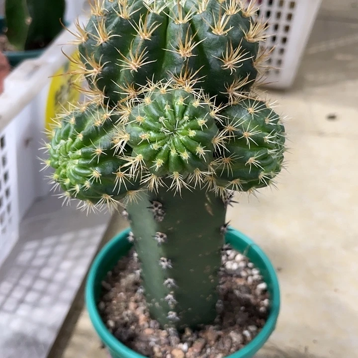 新品进口丽花L46母本带侧芽袖铺