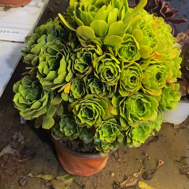 绿阳绒多肉断头不包0393