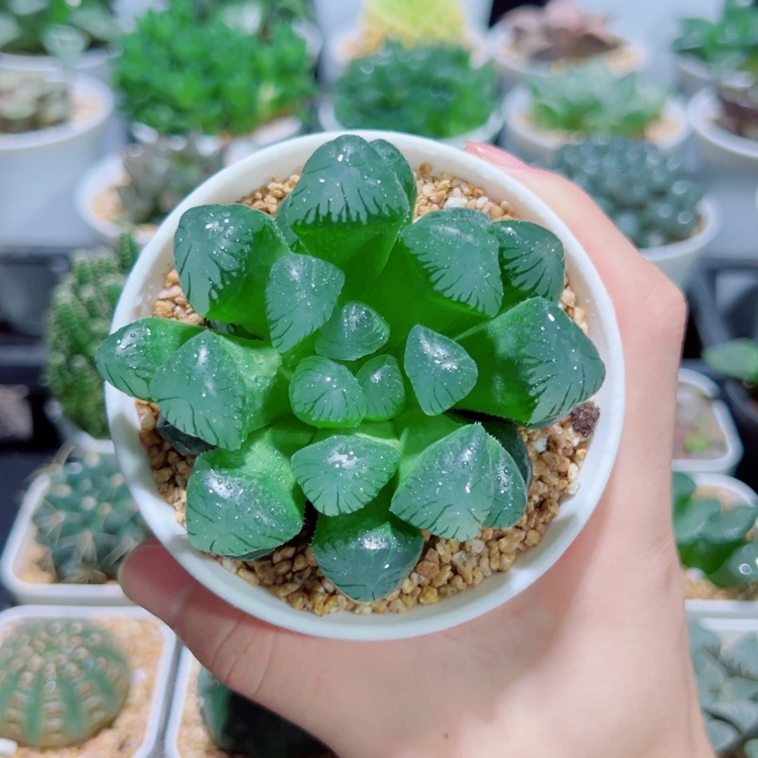 大号帝玉露，9.9，666！