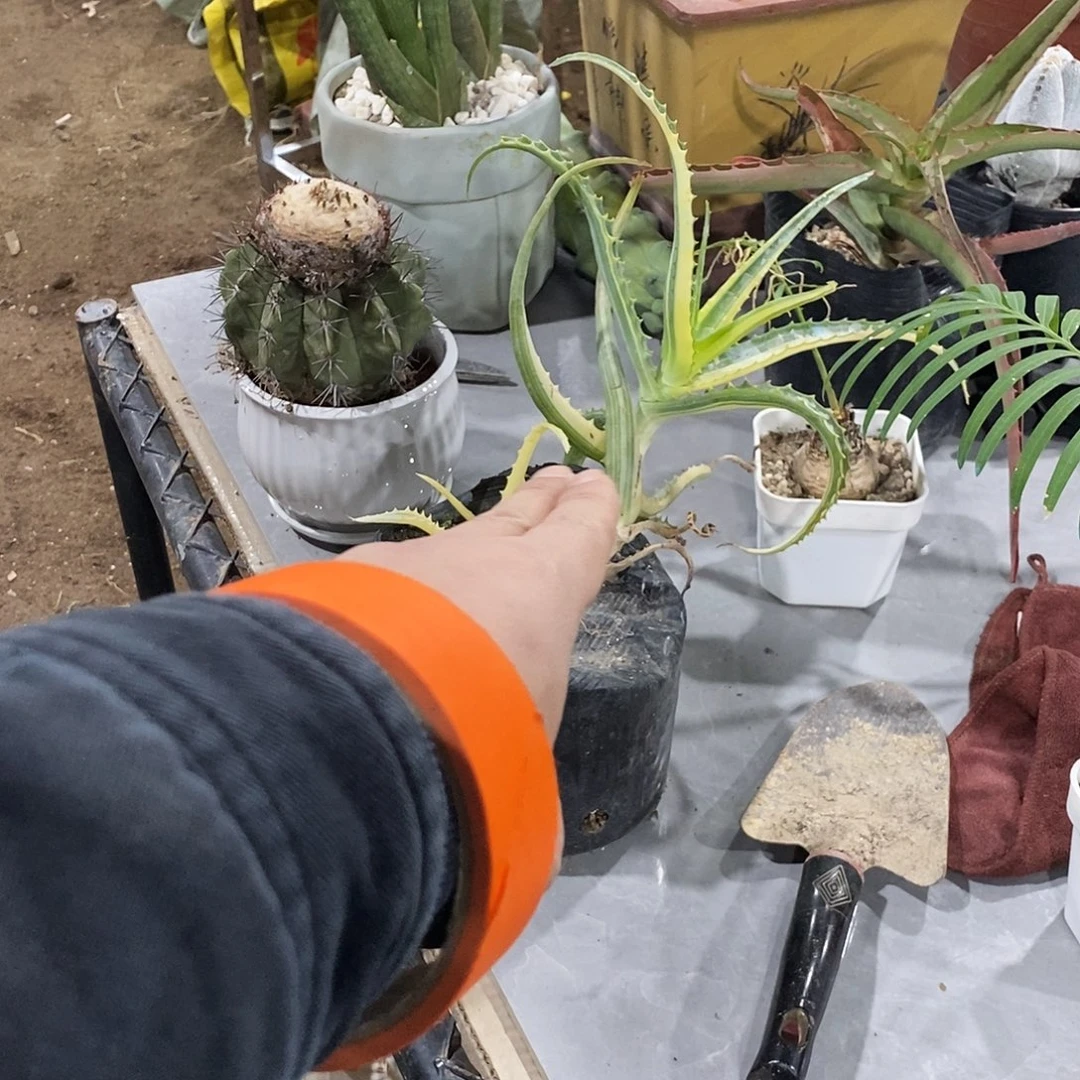 -***啾芦荟一颗。