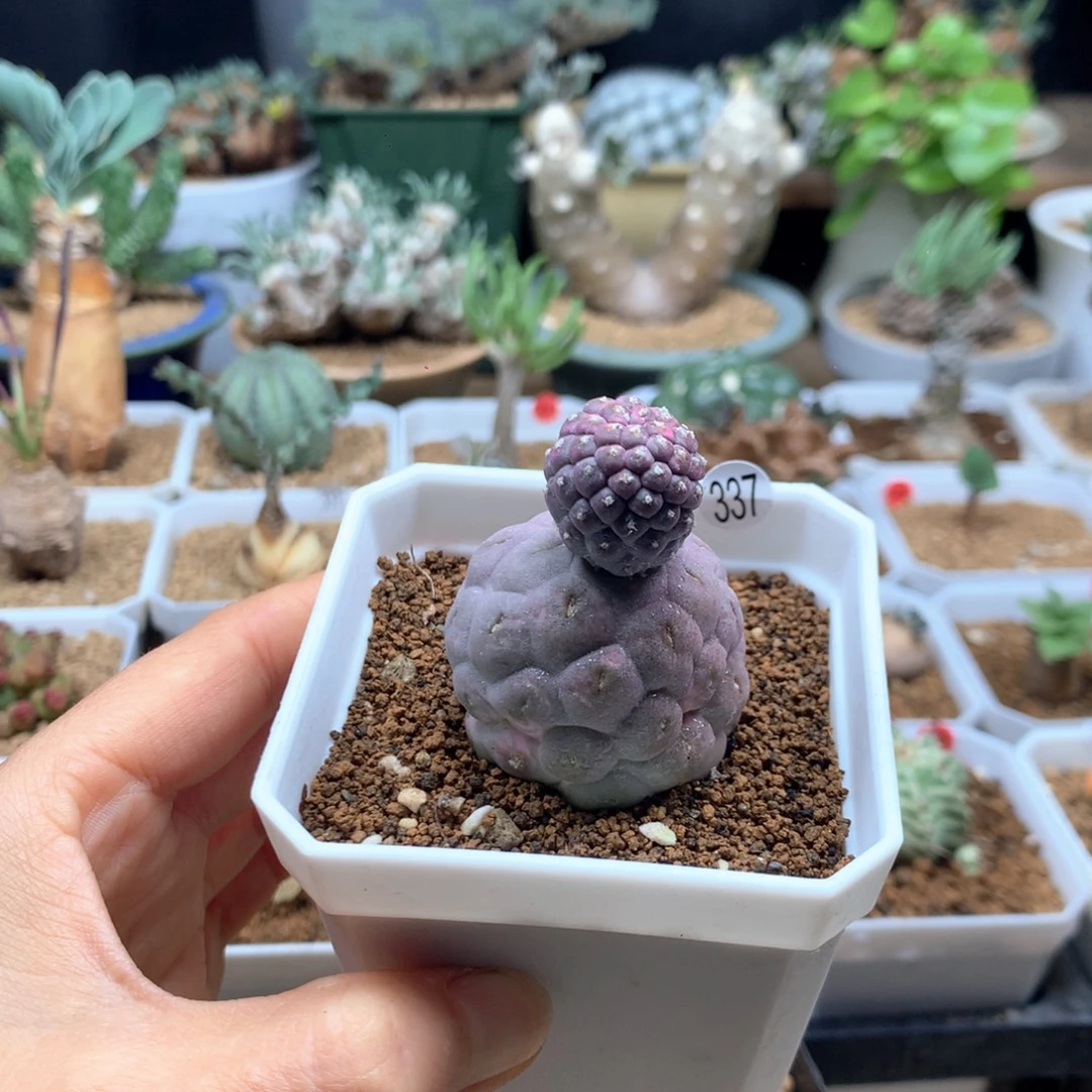 1***e无刺习志野带盆自根337