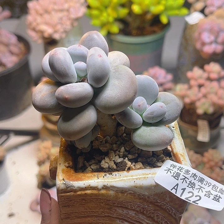 黄金大叶奶酪-22/8cm