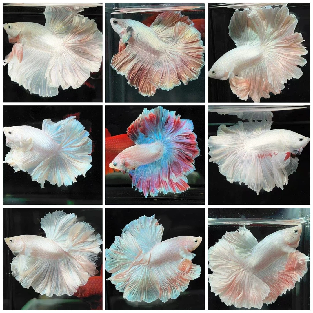 知魚041~080斗鱼活鱼半月婚纱鱼观赏鱼小型宠物热带鱼耐活