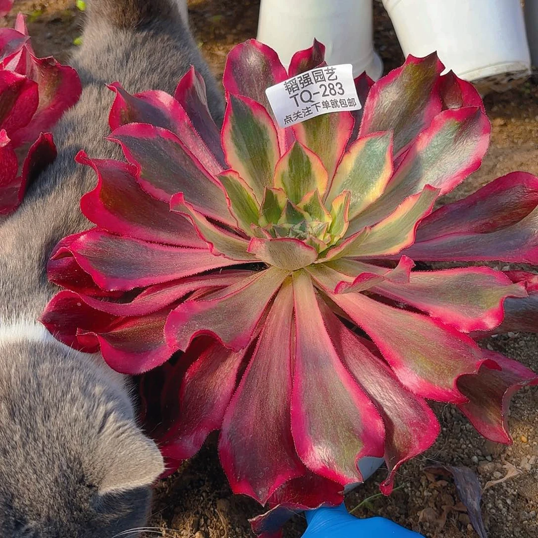 魅影多肉植物四号283