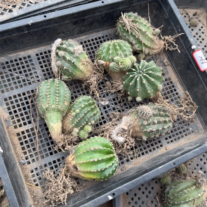 266彩草筐拍掉侧牙无售后斑