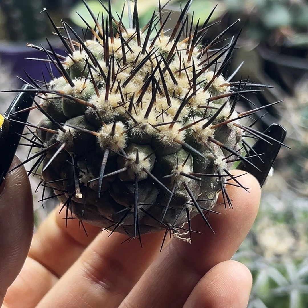 黑王仙人球6666666666666