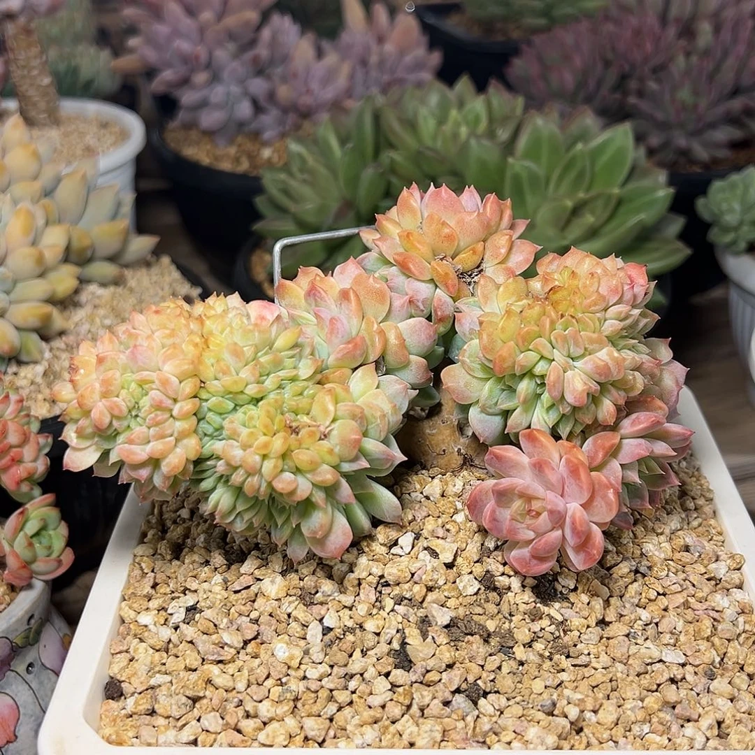 悦***果8-17-102精控冰魄缀化