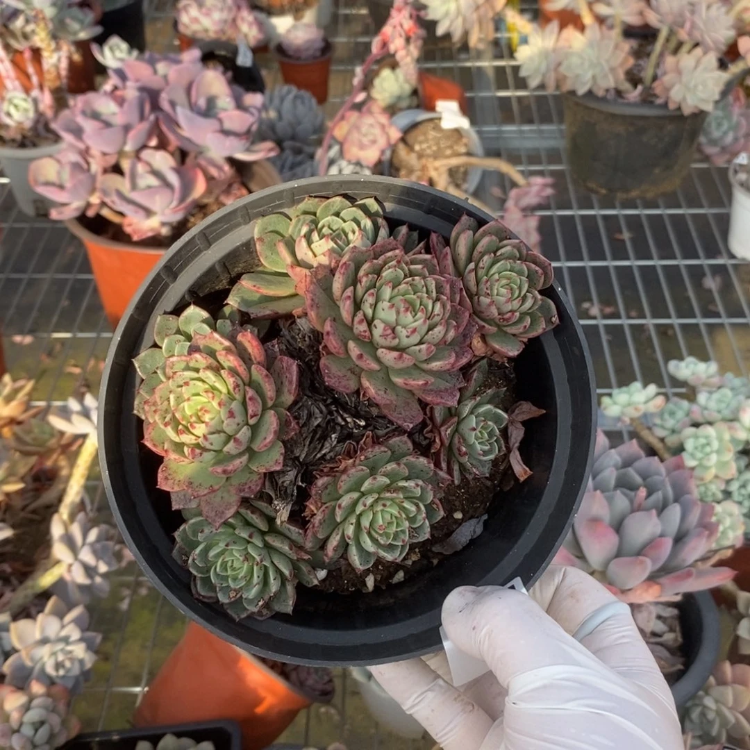 5483不知名一物一拍