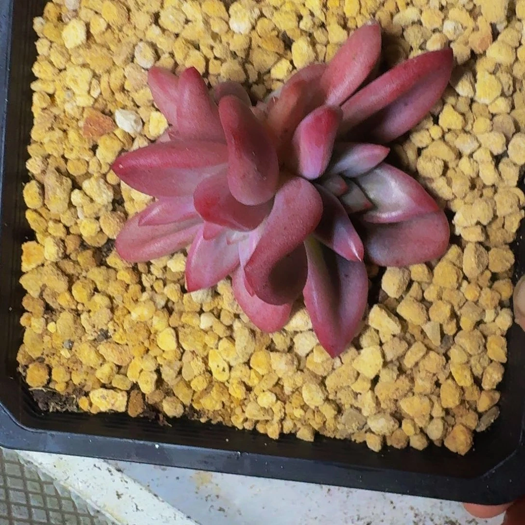 赫菲斯托 4头 一物一拍