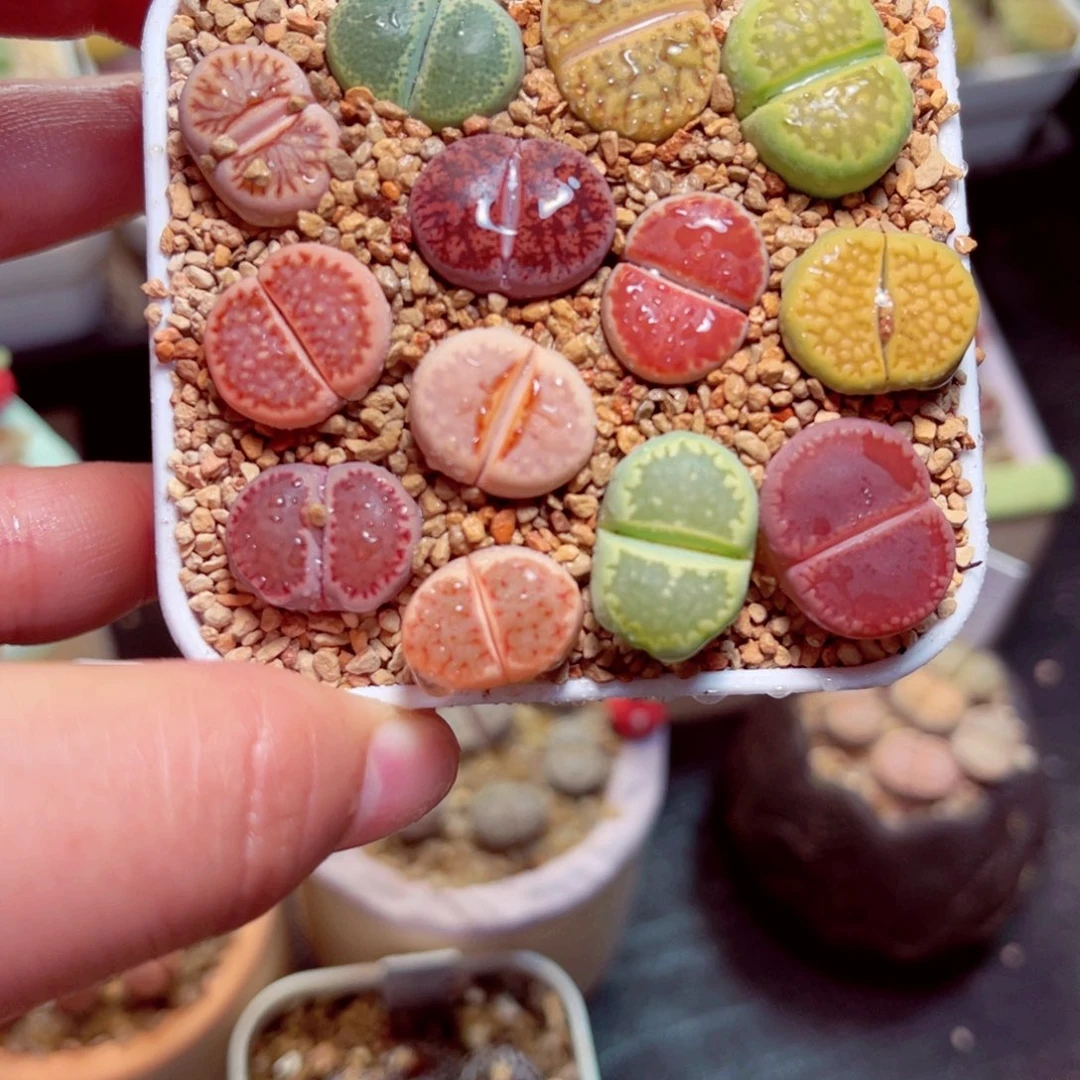 22号带盆包邮发货