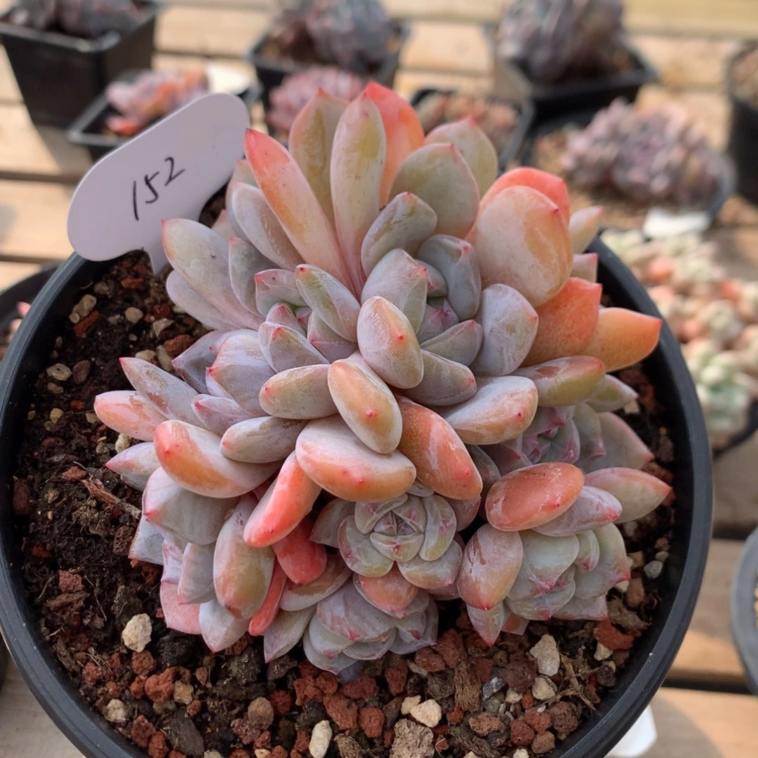 12厘米11头胸花石榴籽小树朵朵  无砍152