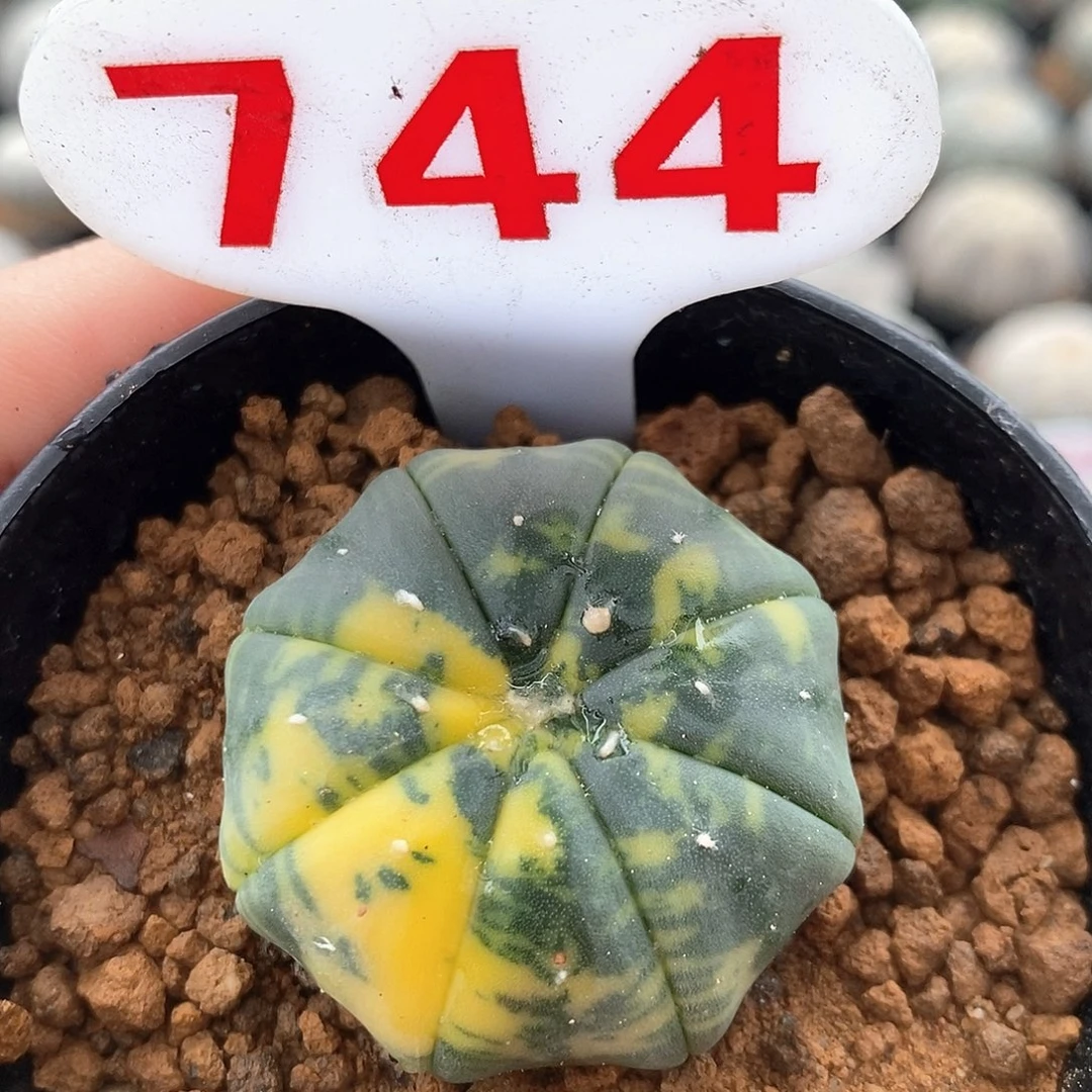 744海星兜锦系列福利