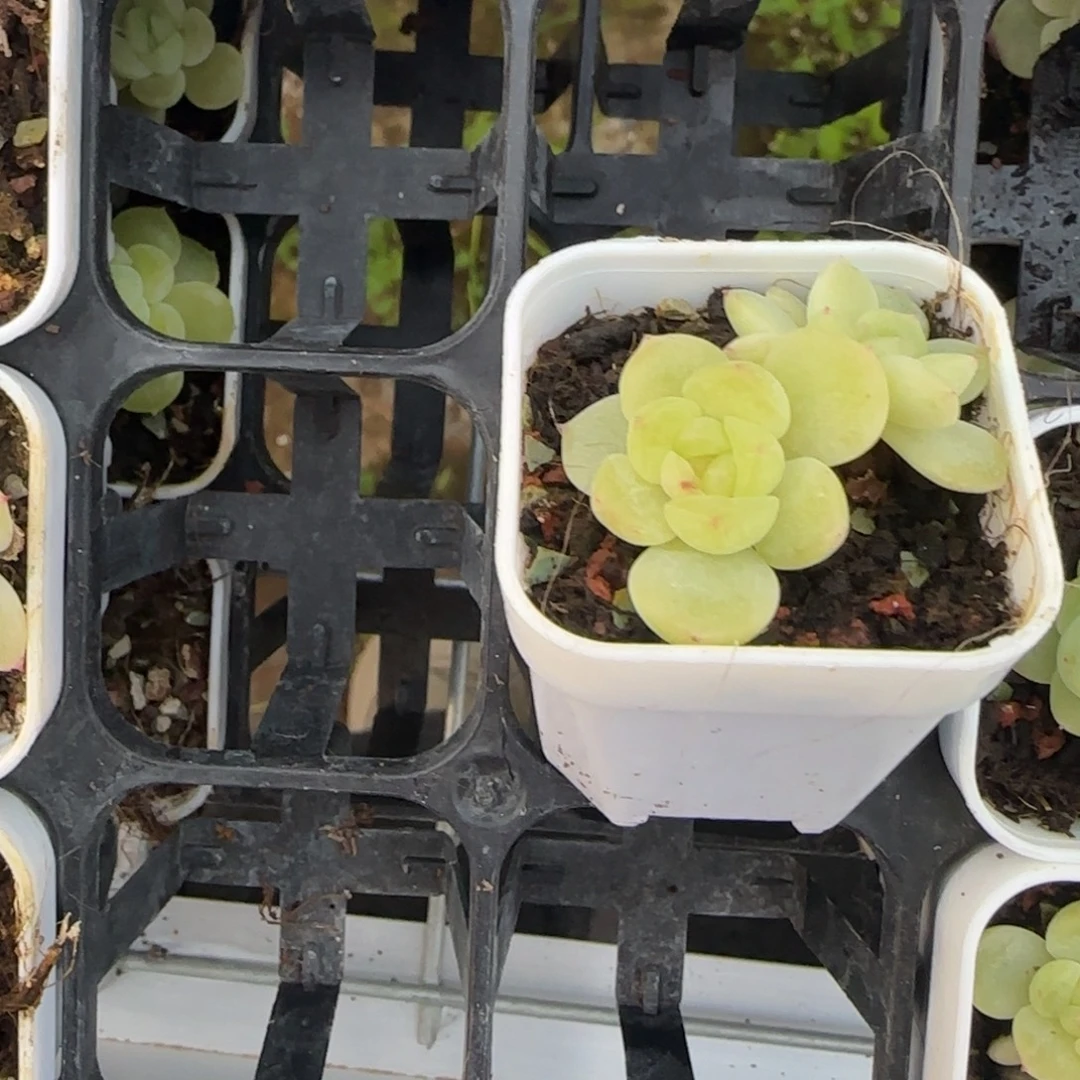 琳***裴1762 双头盆1床1个满25包邮