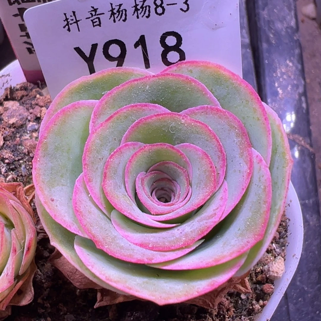 巍***～杨918 山地玫瑰福袋