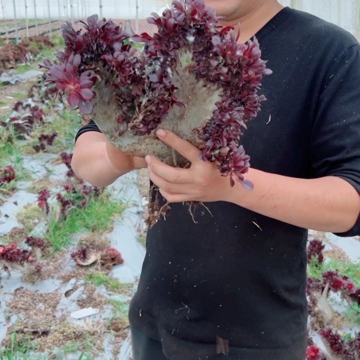 丽娜醉话120号多肉法师