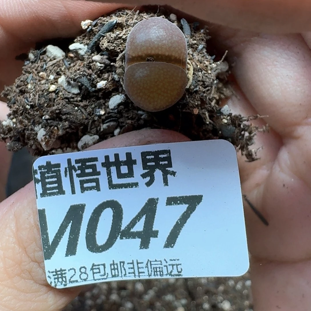 多肉植物多肉植物fg