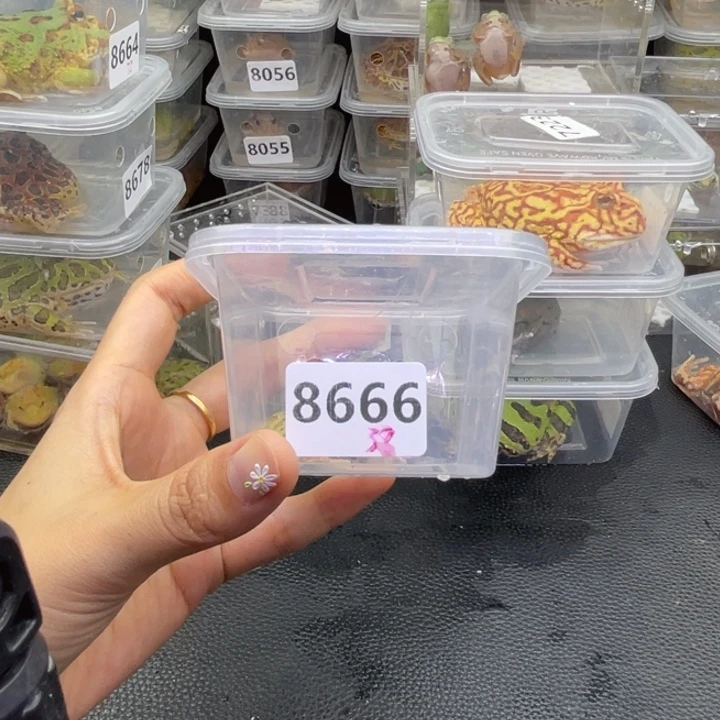 喜***～角蛙石头特价蝴蝶