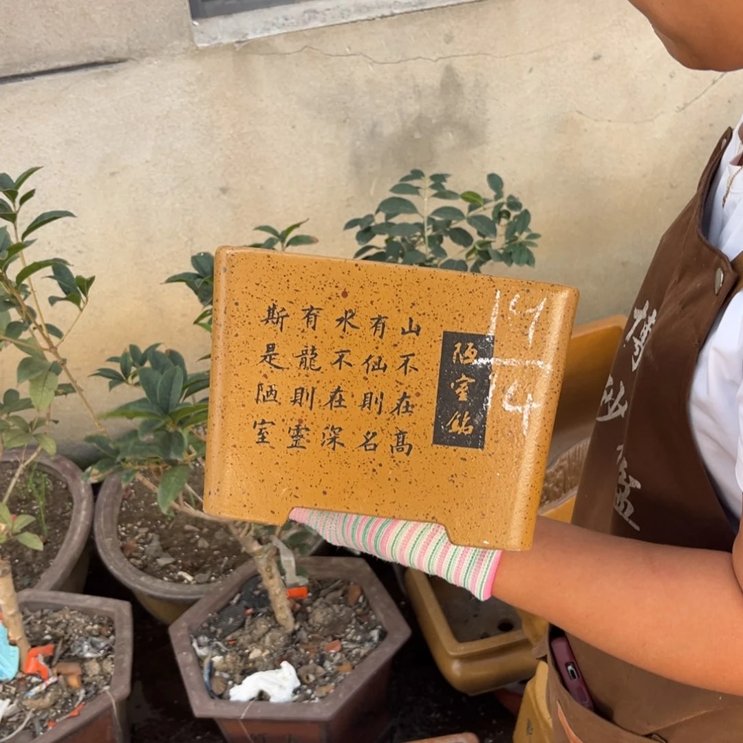 紫砂花盆盆景艺术