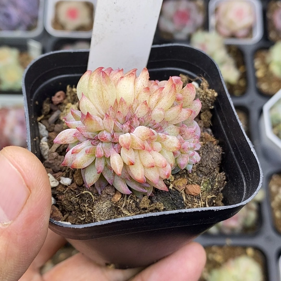 宁***可糖心石化缀化变异17多肉