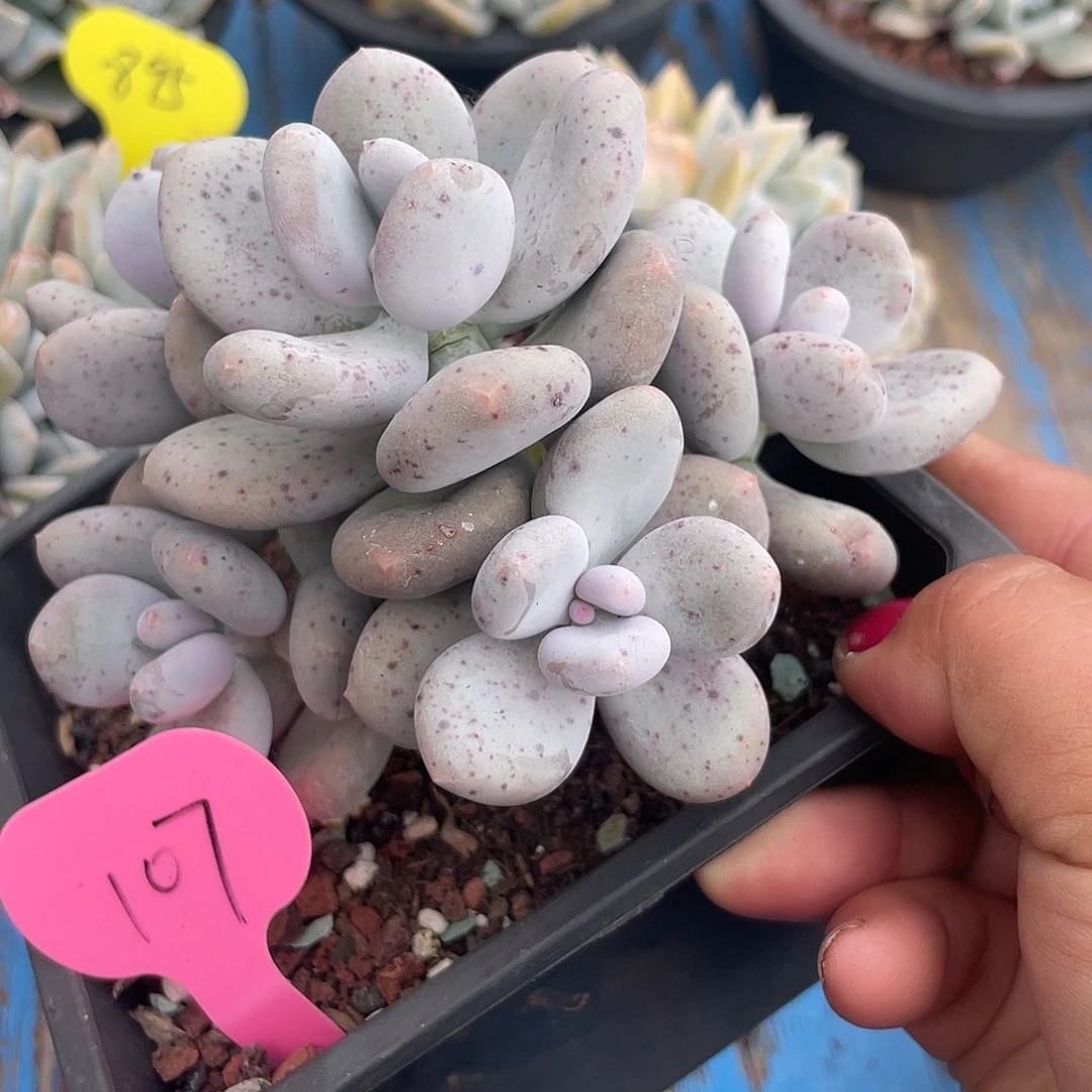 大叶奶多肉植物群生107