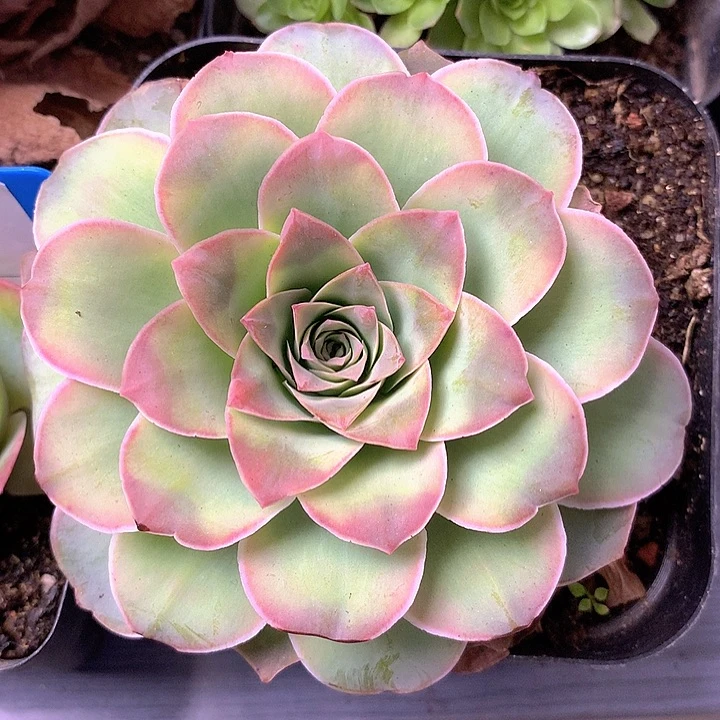 一物一拍玉麒麟177