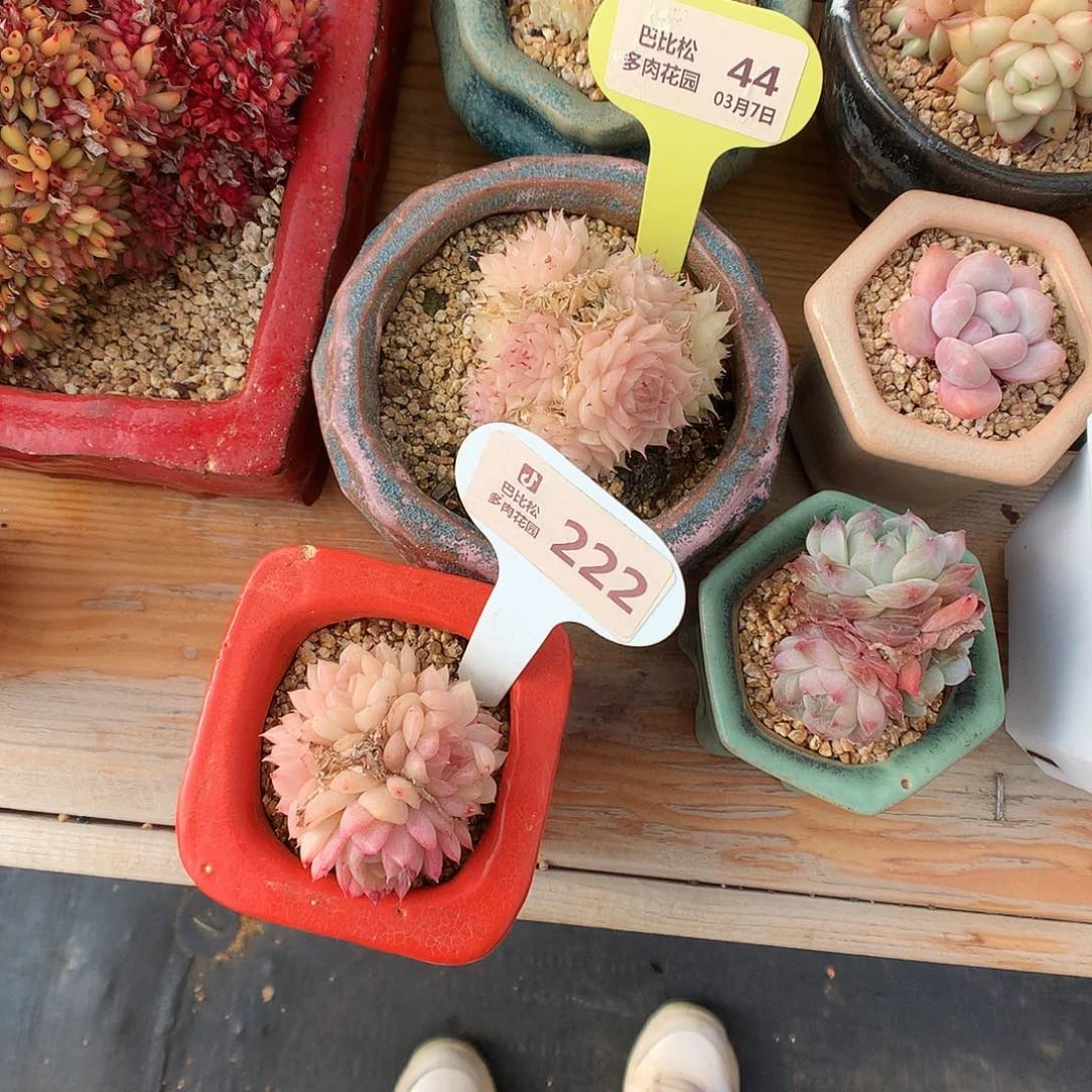 ㋛***儿44-222麦杆两个多肉植物