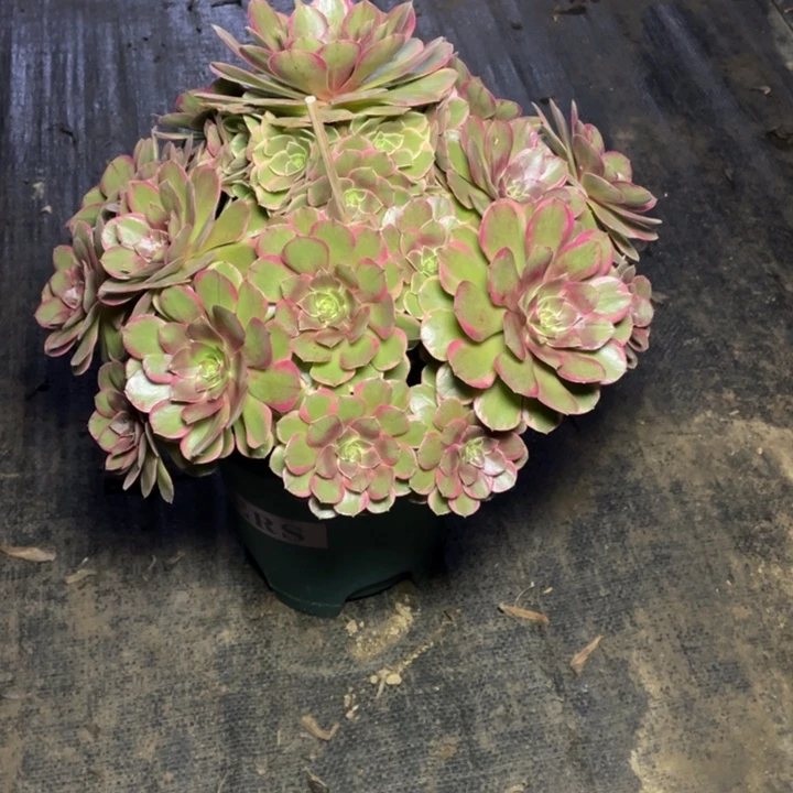 38夏荷多肉多肉多肉