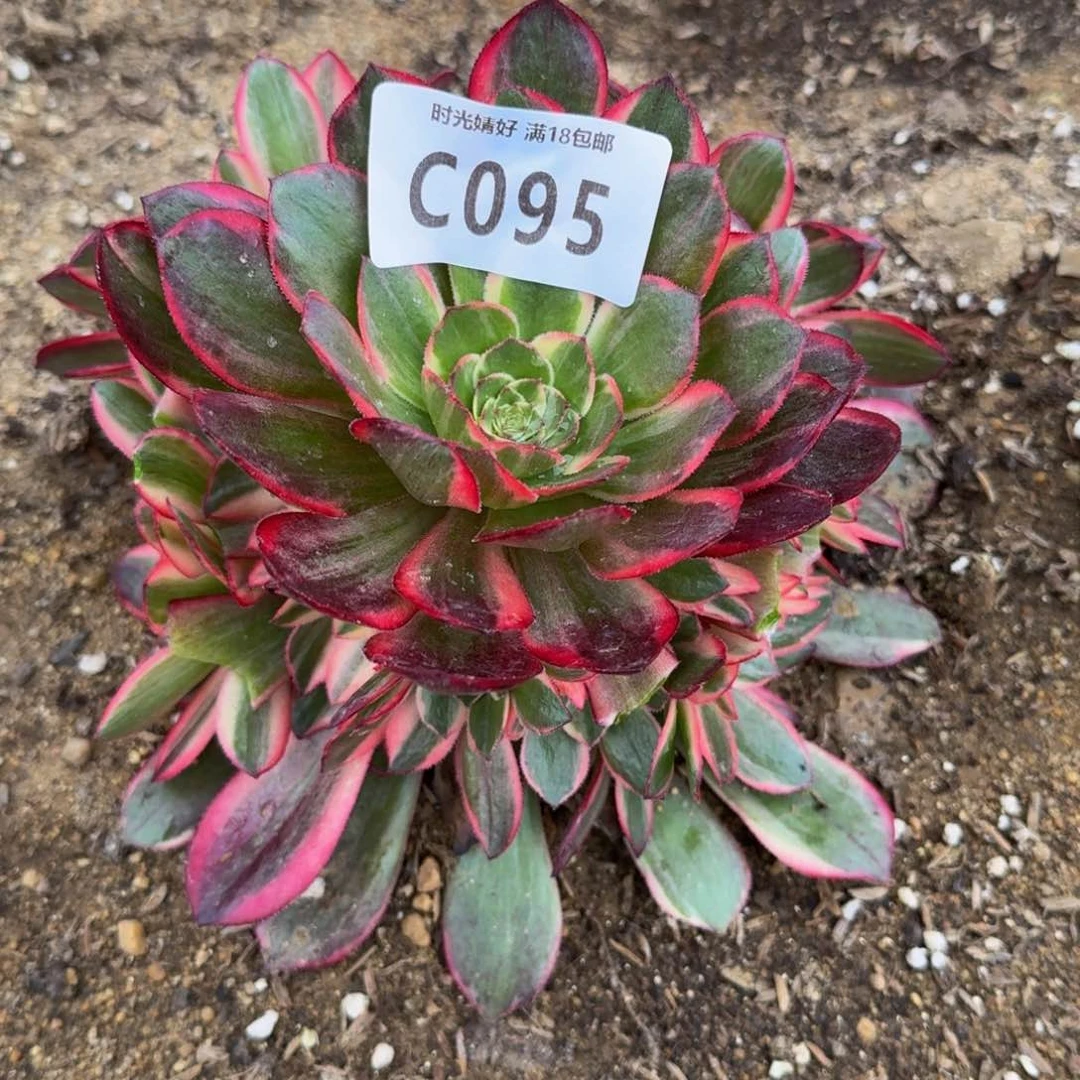 喜*.095黑魔锦多肉植物