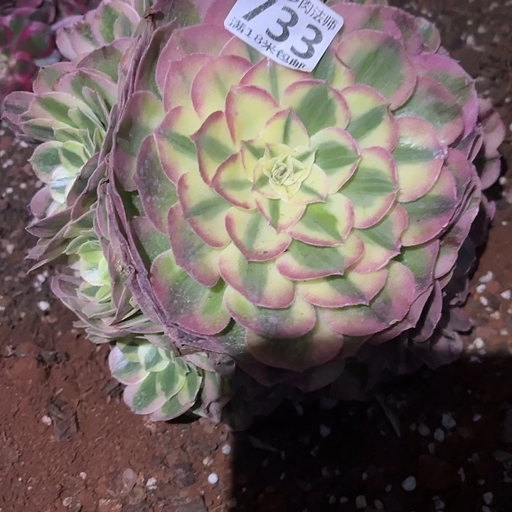 733荔枝捧花掌心多肉法师锦