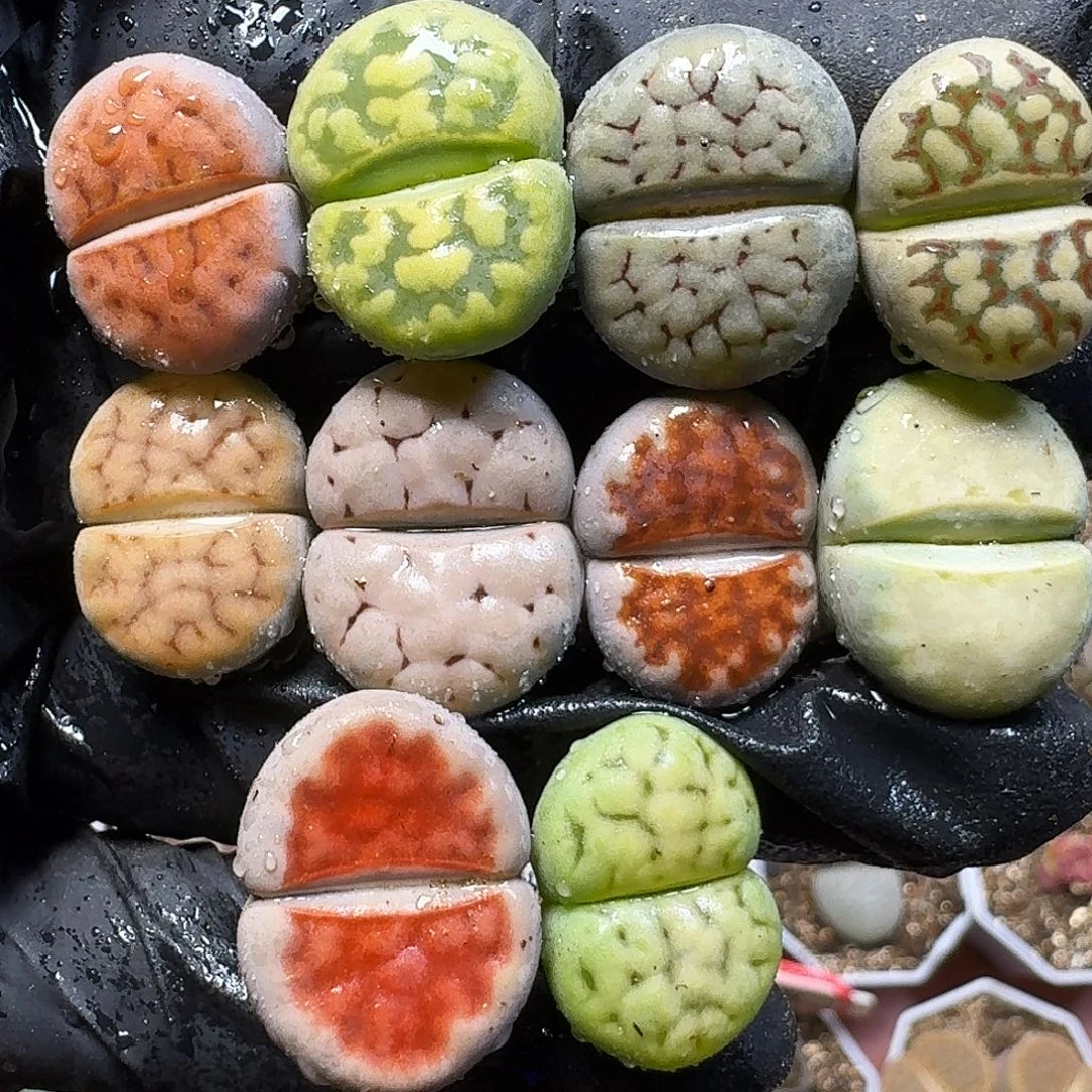 生石花111111。  111