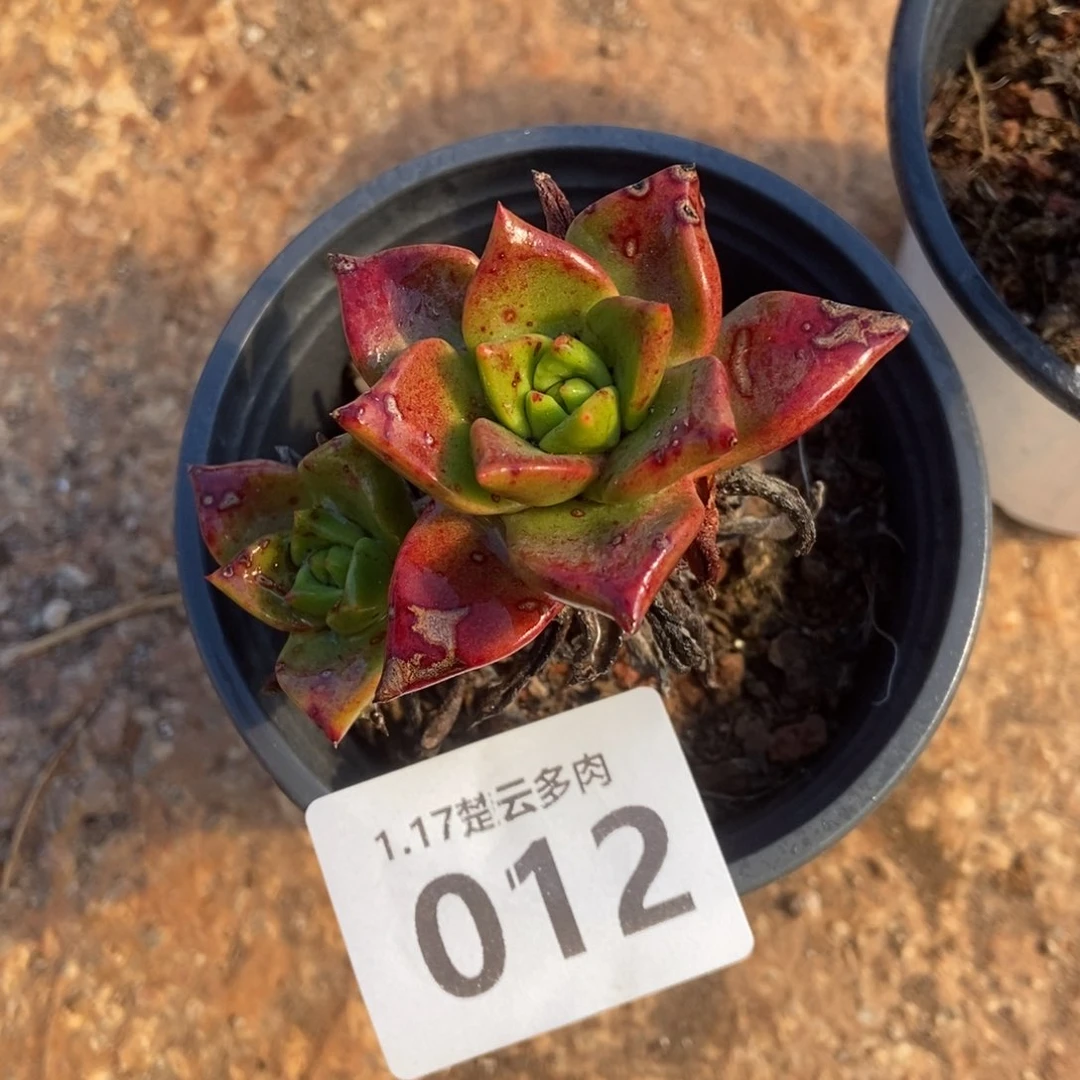 012绿玫瑰多肉植物