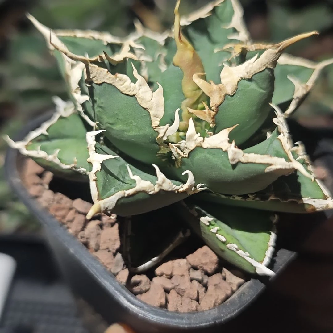 狼人仁王冠龙舌兰