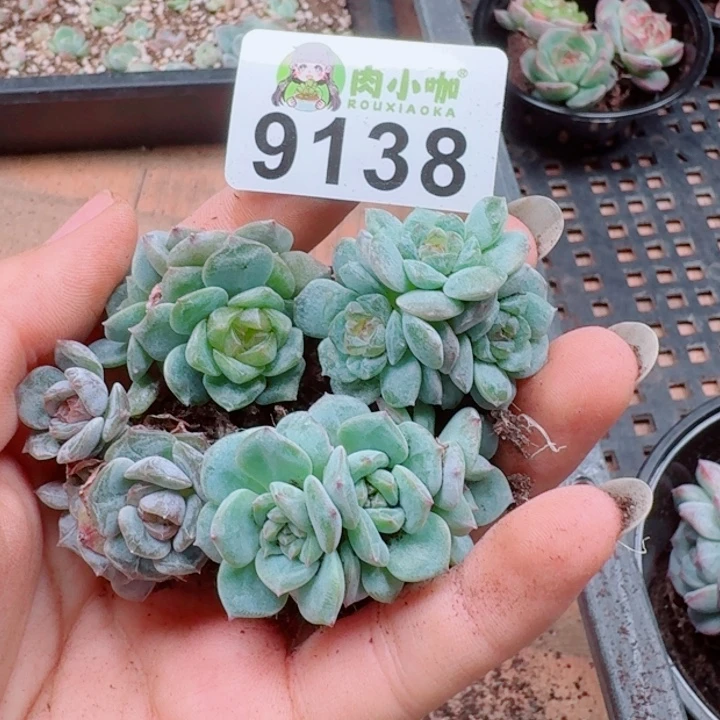 多肉植物多肉植物