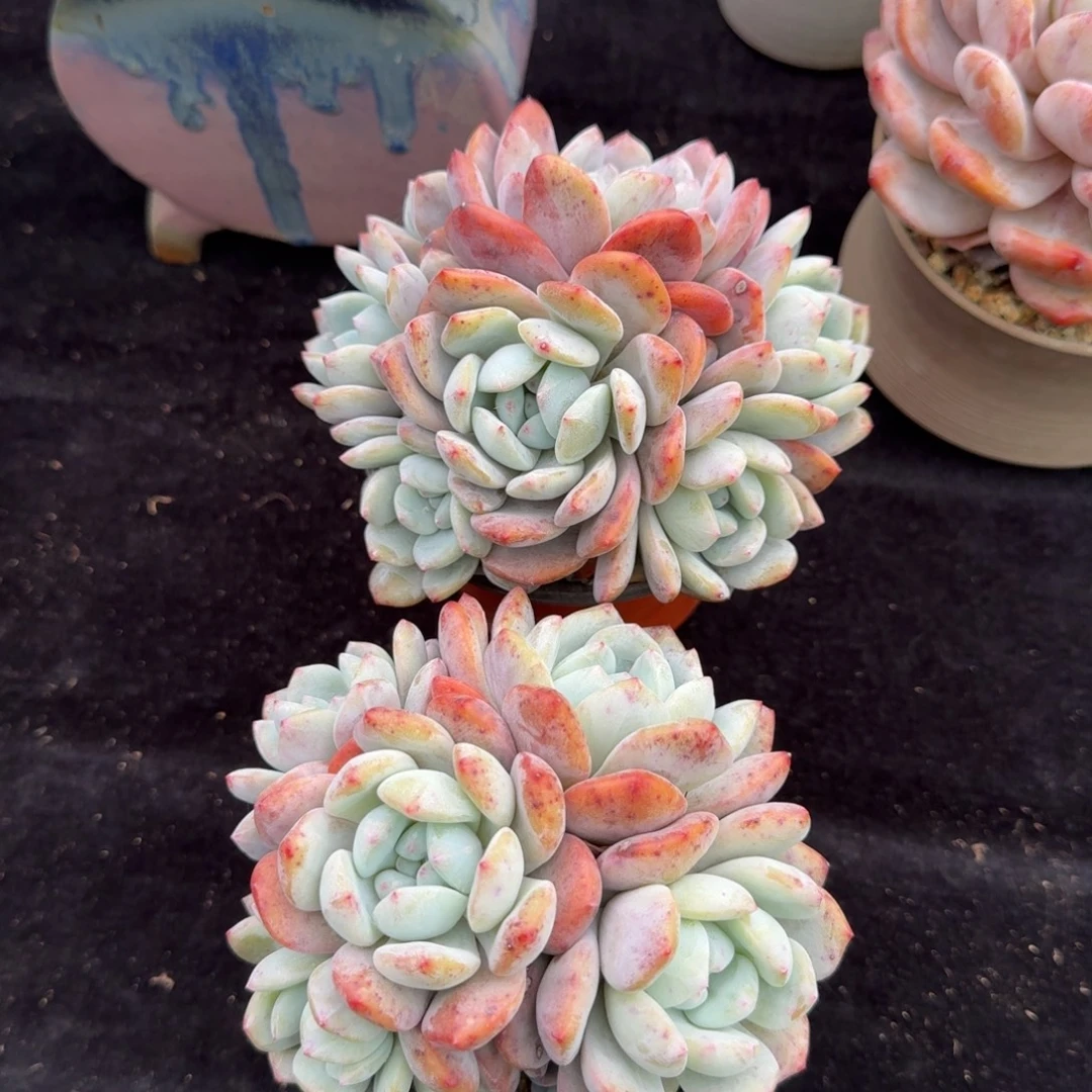 一组两颗，捧花造型