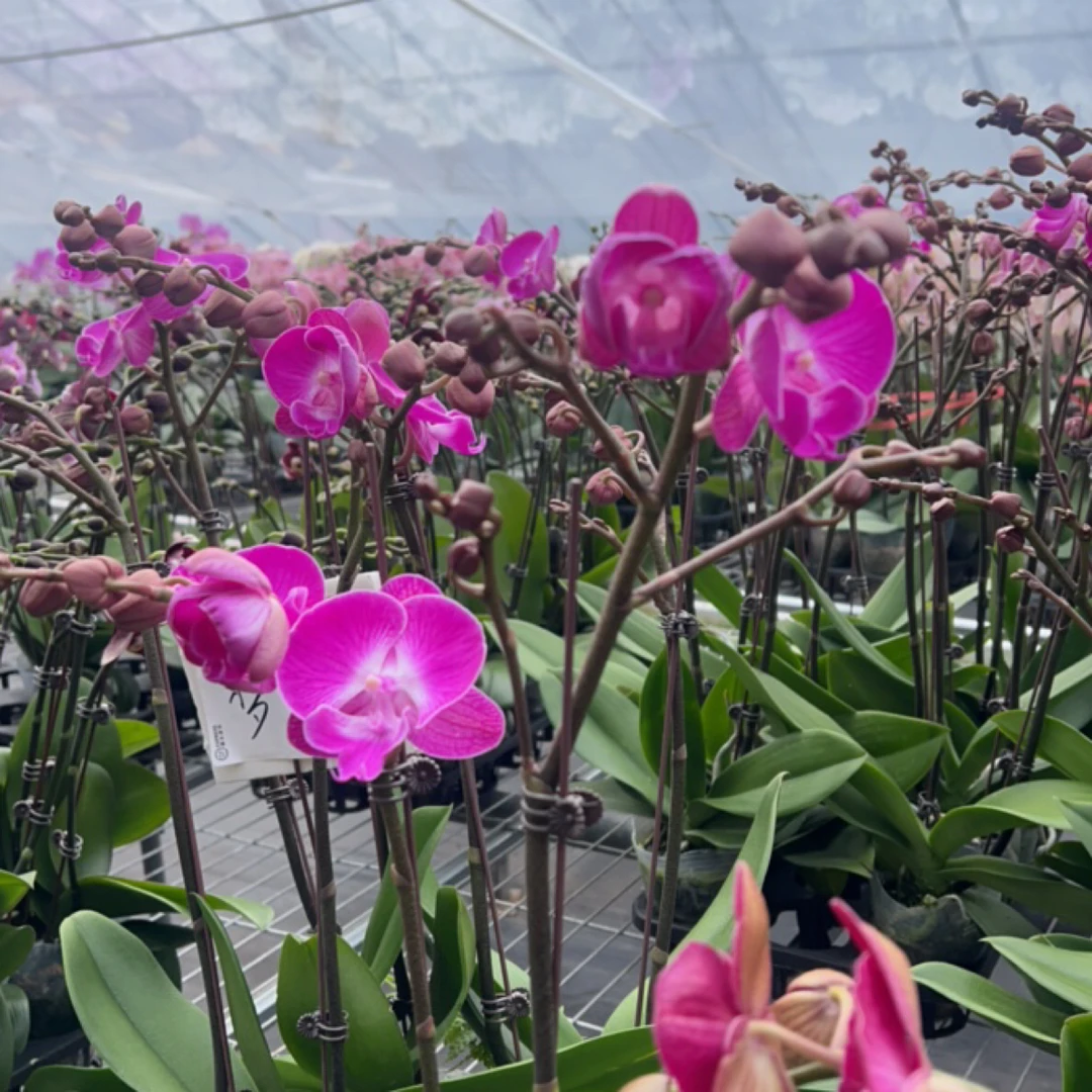 【梦莹】3.0寸 带花带花苞