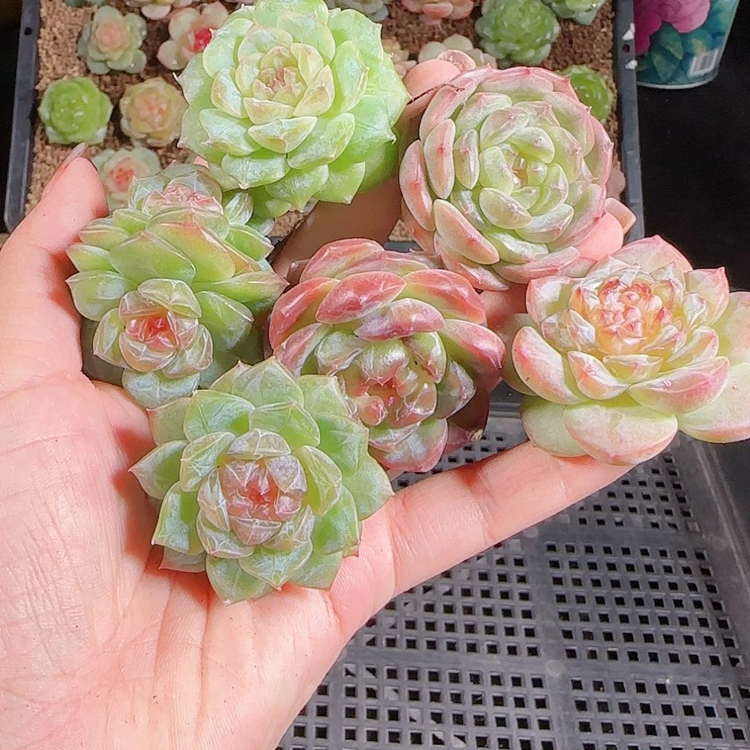 1027--397一物一拍