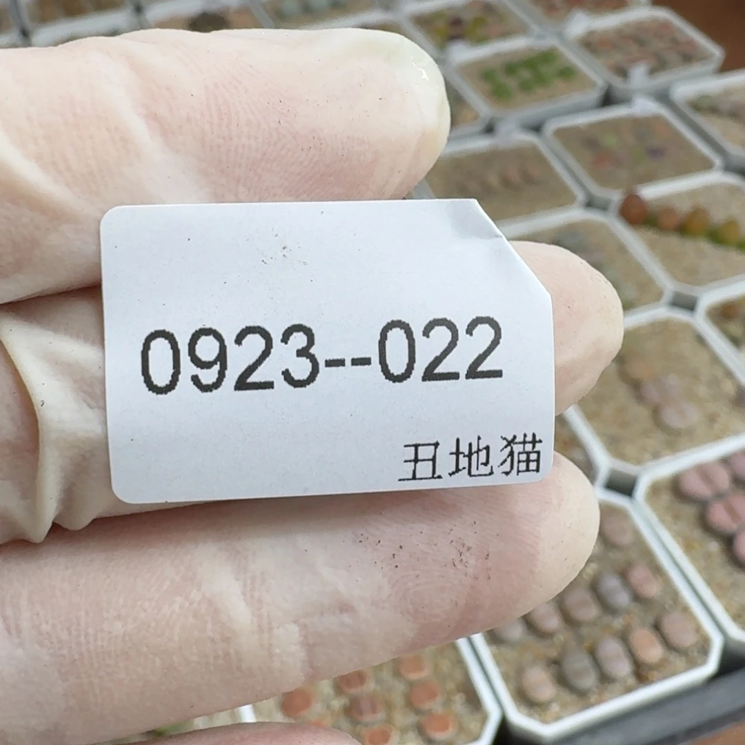 `***多0923-022卷卷卷卷卷