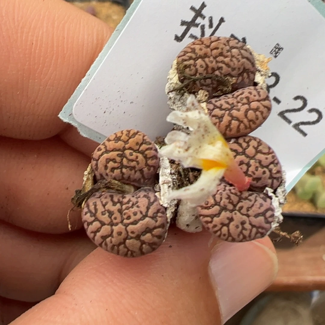 茜***气23-22肉锥多肉植物