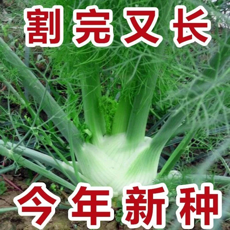 【割了又长】球茎茴香种子结球割茬大茴香阳台四季可食用回香菜种