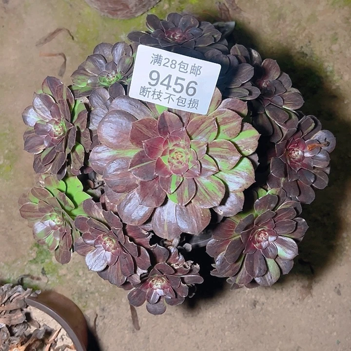 9456花月夜多肉植物