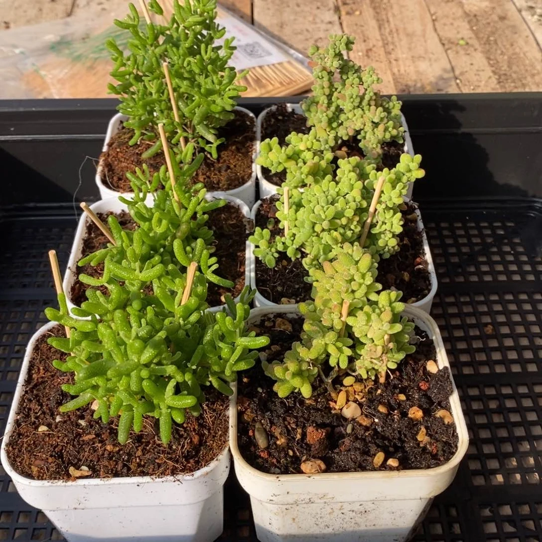 枝干番杏蜜桔糖球034