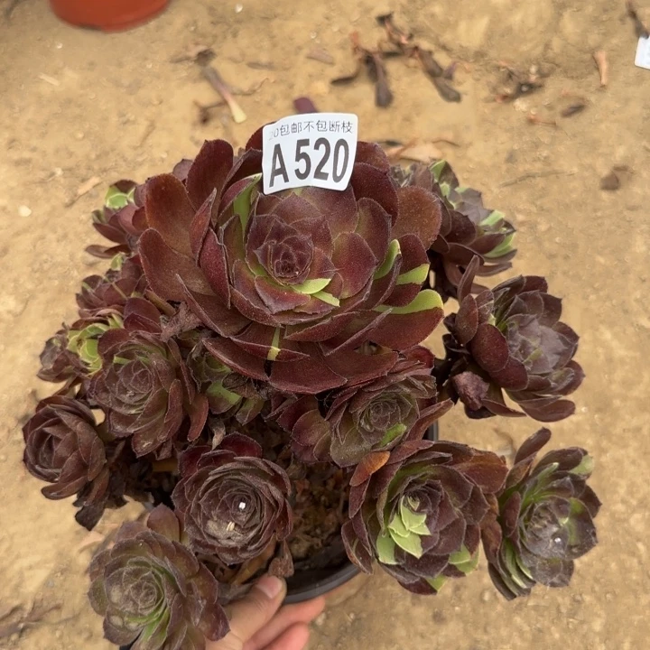 黑美人……多肉植物……