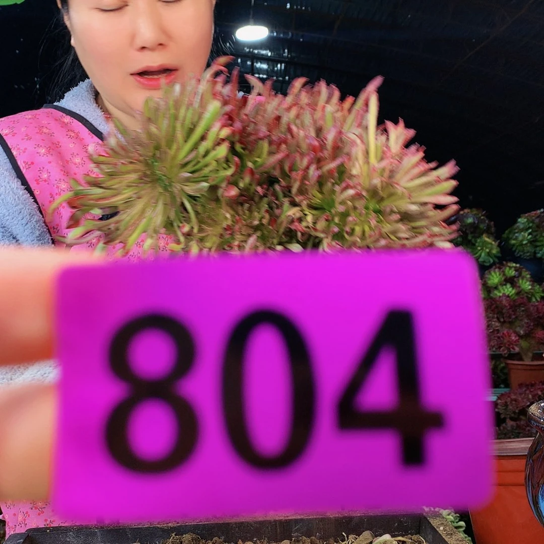 sssssssssssssssssssssssssss804