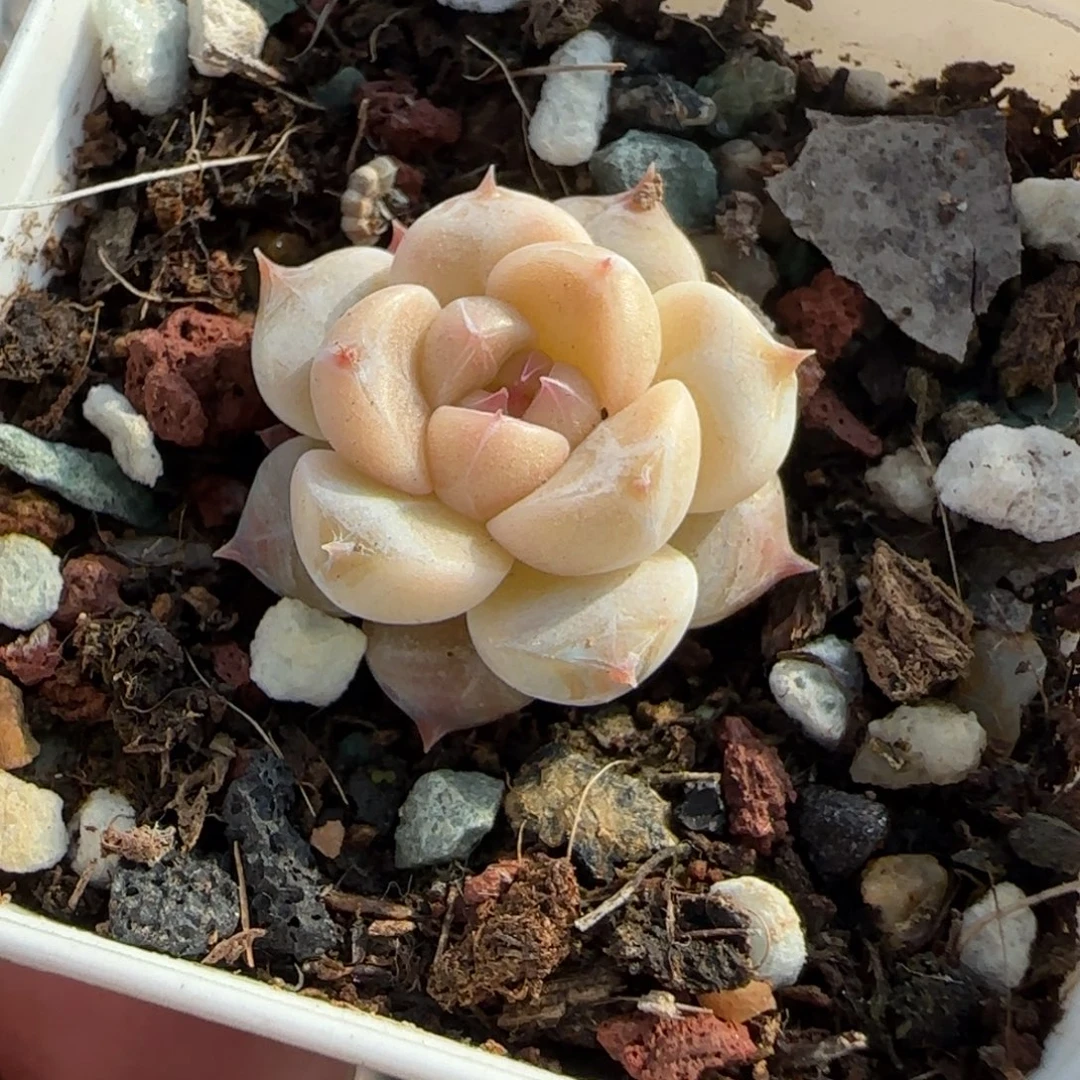 多肉小卡拉米糖心一物一拍