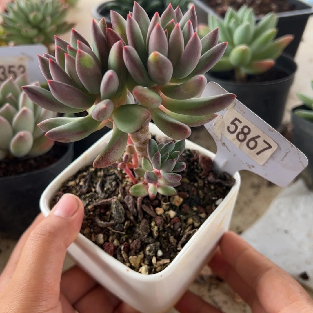 【闪购商品】相思豆。5867。1111111
