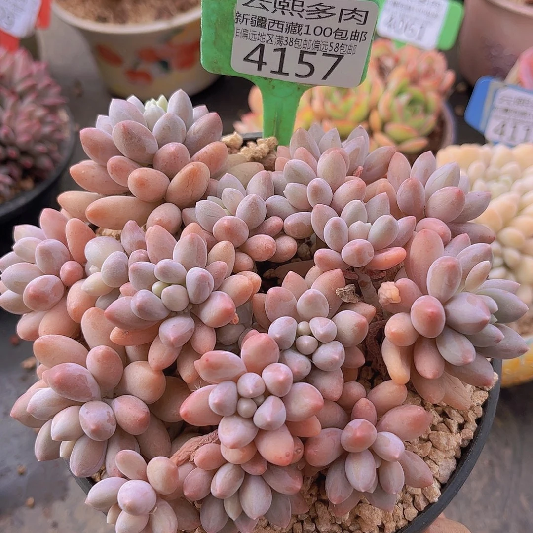 4157星黛露多肉植物