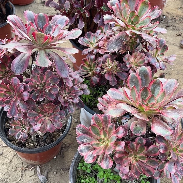 3棵玫瑰玫瑰玫瑰玫瑰